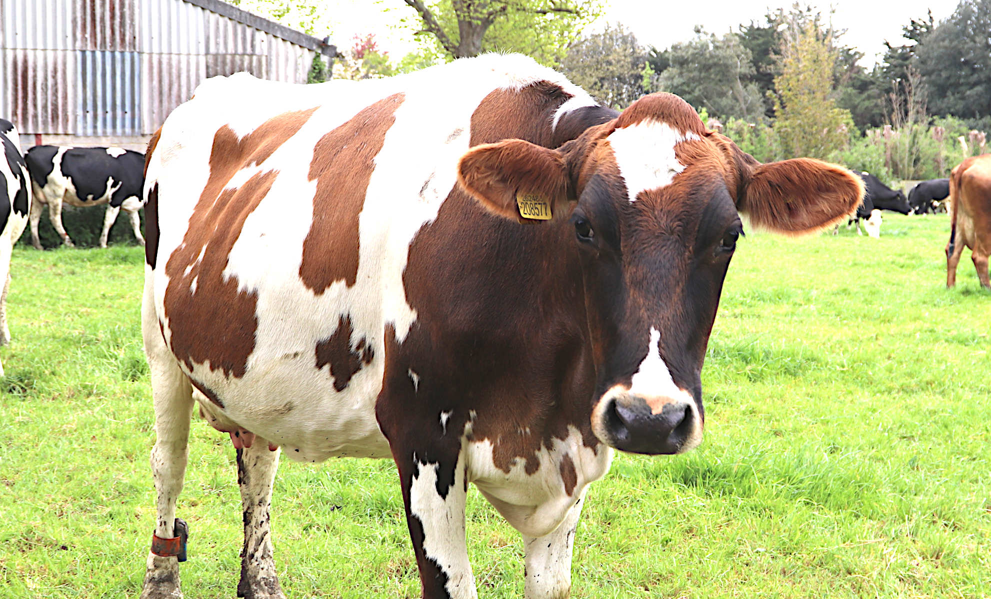 Harriet the dairy cow, wants to know what a hertiage asset is?