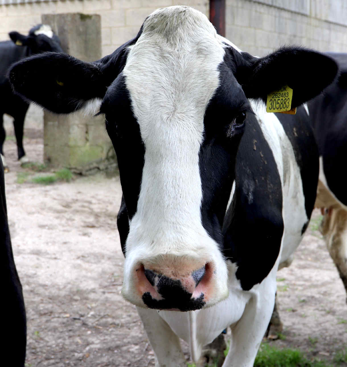 Rishi Sunack's bovine policies are leading Britain toward bankruptcy